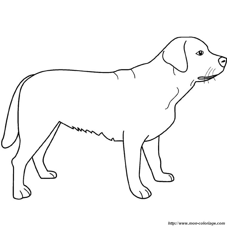 coloriage de chien dessin un labrador debout à colorier