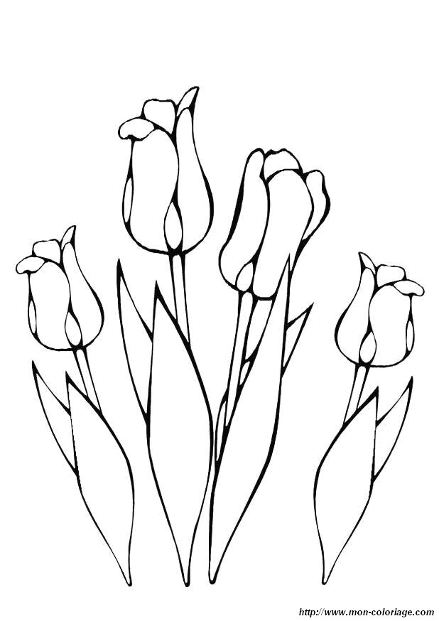 coloriage fleur tulipe jpg