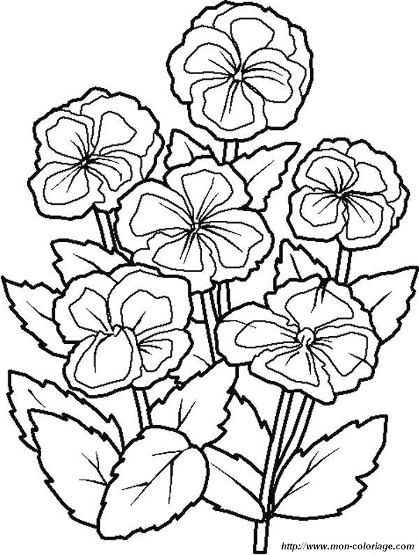 Coloriage de Fleur, dessin coloriages fleur fleurs jpg à colorier