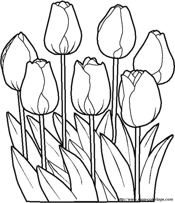 coloriages fleur tulipes jpg