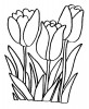 Des tulipes de printemps