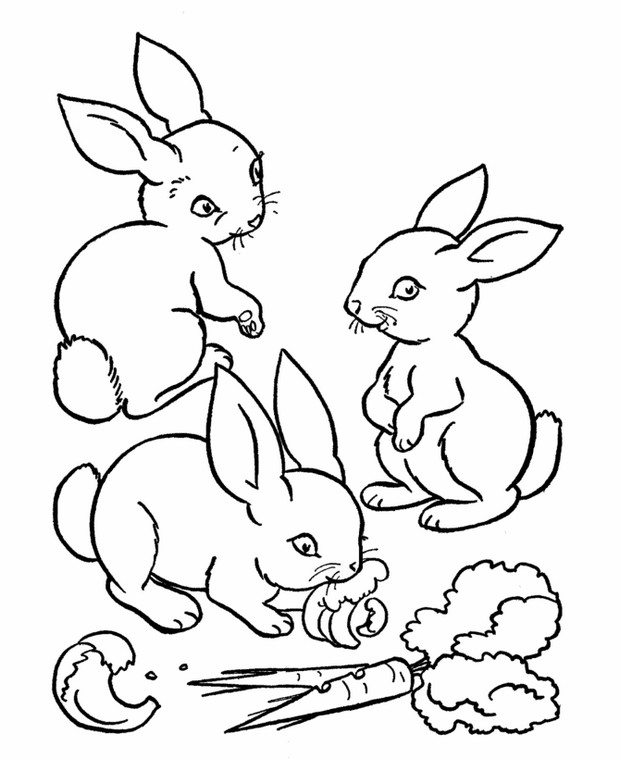 coloriage de lapin dessin trois jolis petits lapins à