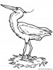 un heron