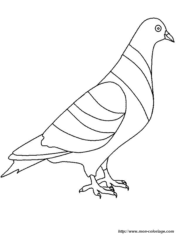 un pigeon