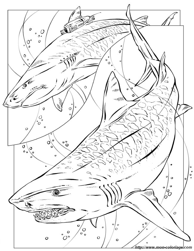 Coloriage de Pour enseignants, dessin requin tigre à colorier