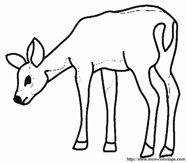 biche1