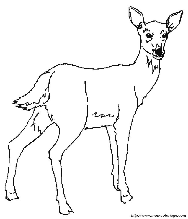 biche3