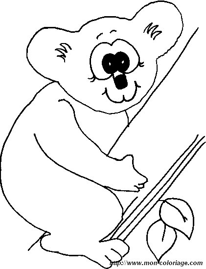 koala3