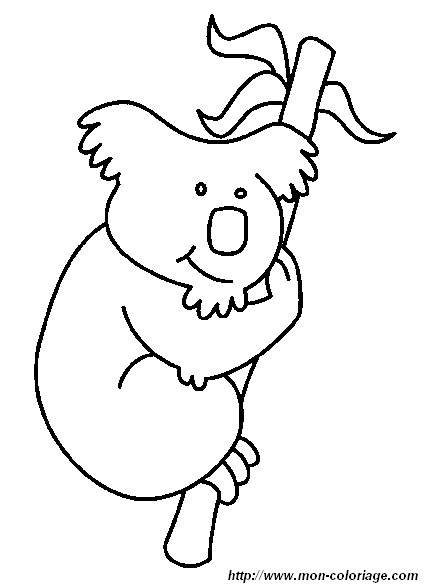 koala4