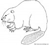 castor13