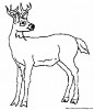 cerf6