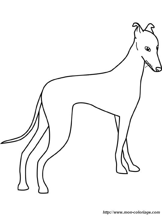 un levrier whippet