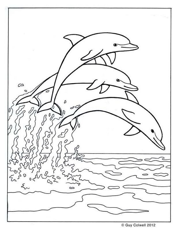 Trois dauphins sautent ensemble