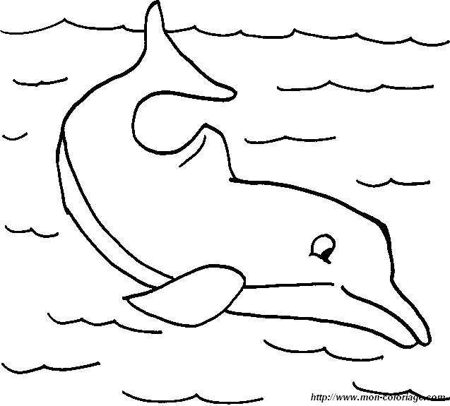 dauphins 004