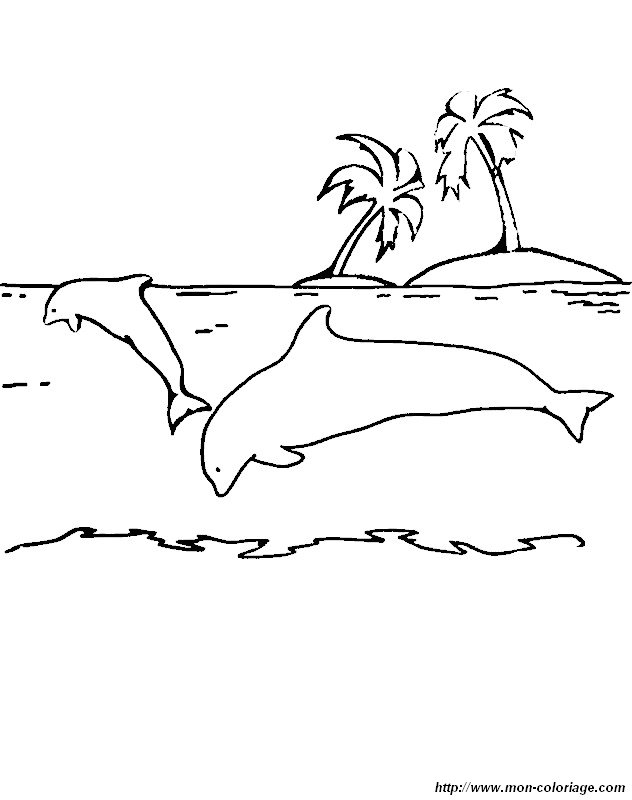 ile deserte et dauphins