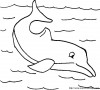 dauphins 004