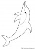 dauphins colodauphins1a7 002