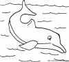 dauphins colodauphins1a7 004