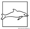 dauphins colodauphins1a7 005
