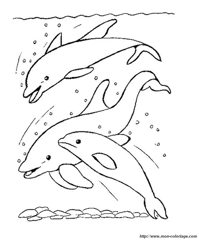 trois dauphins sous la mer