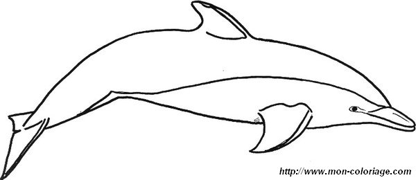 un dauphin