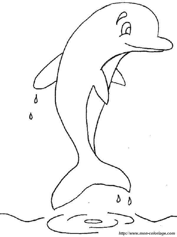 un dauphin rigolo