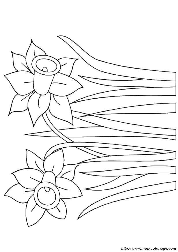 coloriage fleur jonquilles jpg