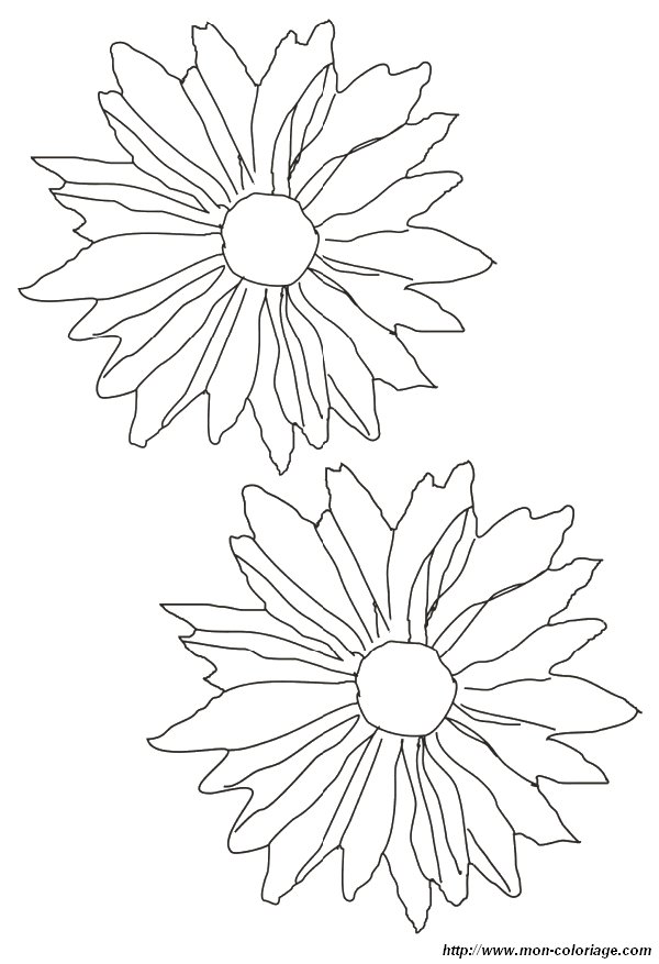 coloriage fleur petale  