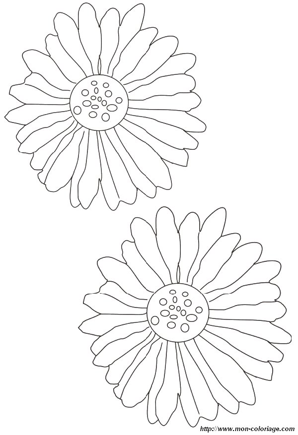 coloriage fleur petales  