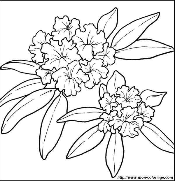 coloriage fleurs jpg