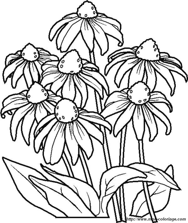 coloriages fleur marguerites jpg