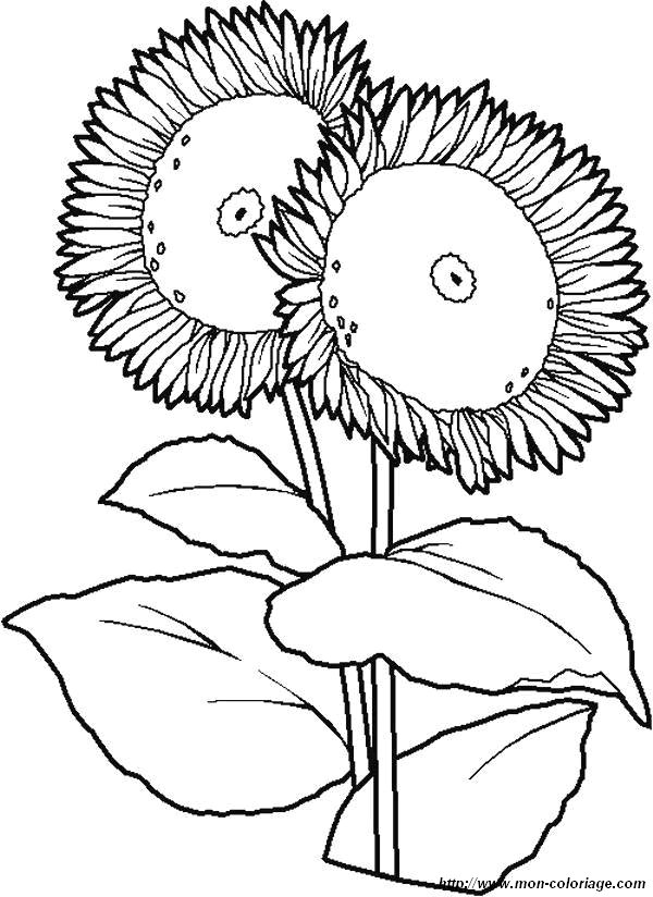 coloriages fleur tournesol jpg