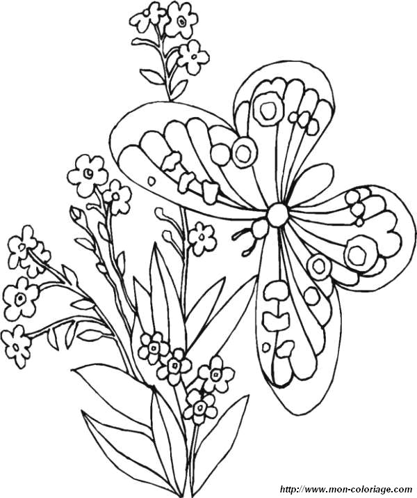 coloriages papillon fleur jpg