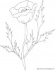 coloriage fleur rose  