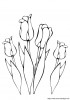 coloriage fleur tulipe jpg