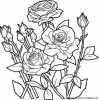 coloriages fleur roses jpg