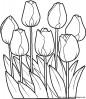 coloriages fleur tulipes jpg