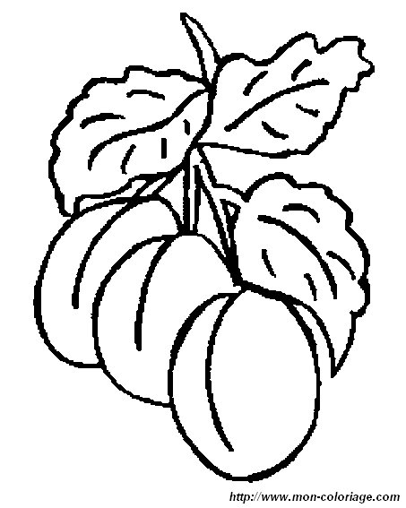 abricot colorier