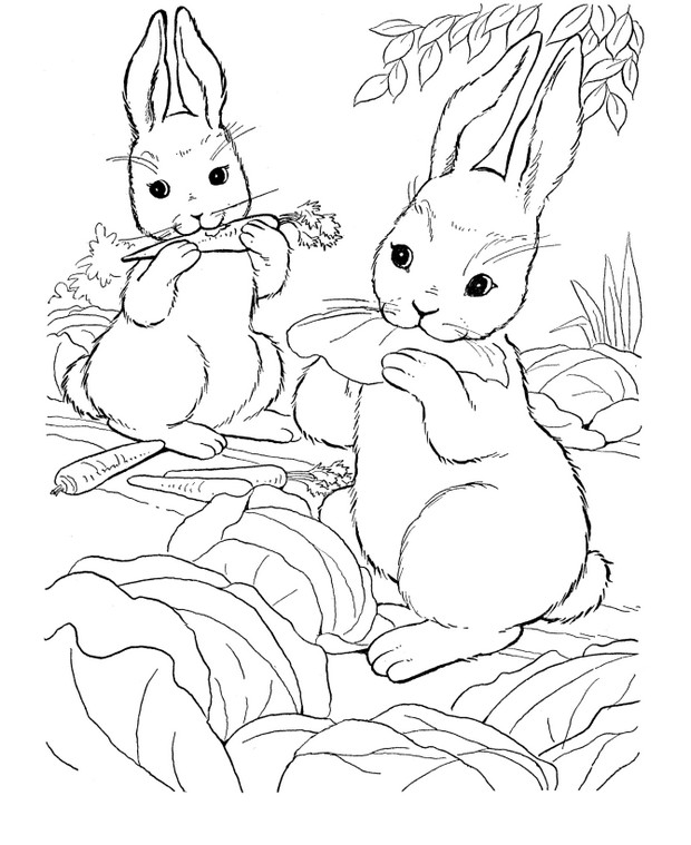 Coloriage de Lapin, dessin Deux lapins mangent des carottes à colorier