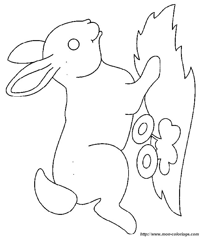 lapin41