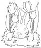 lapin6