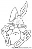 lapin7