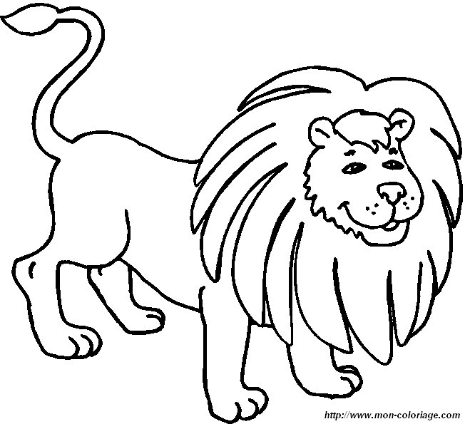 lion10