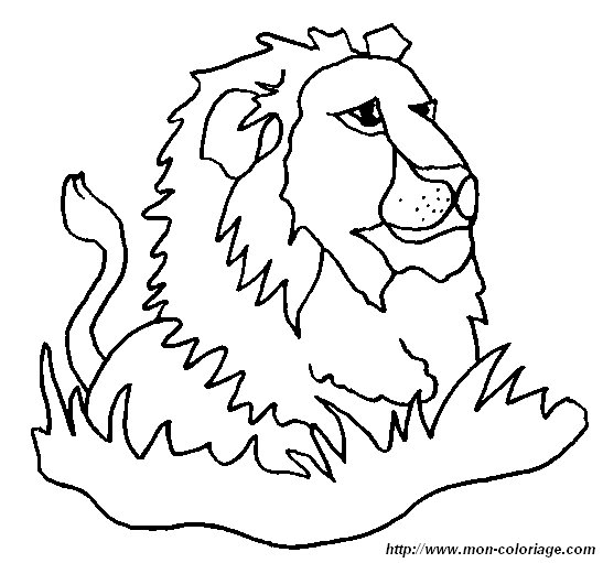 lion18