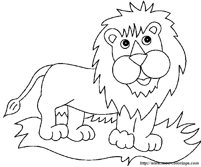 lion5