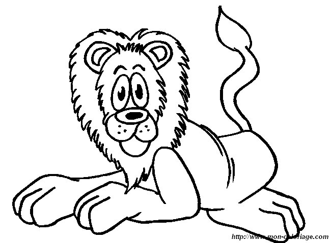 lion9