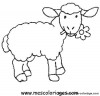 18coloriage mouton