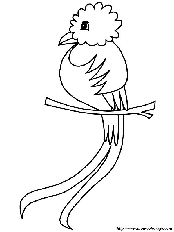 un quetzal sur une branche