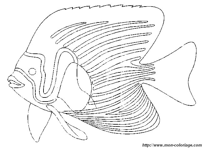 poisson14