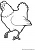 poules 016